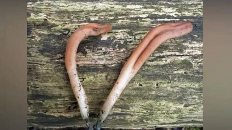 Rare Fungus Found in UK Forest